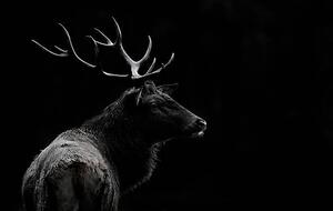 Umelecká fotografie The deer soul, Massimo Mei, (40 x 24.6 cm)