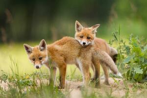 Umelecká fotografie Adorable baby fox pups playing, DamianKuzdak, (40 x 26.7 cm)