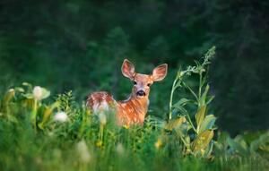 Umelecká fotografie Bambi Deer Fawn, Adria  Photography, (40 x 24.6 cm)