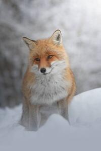 Fotografia Portrait of red fox standing on snow covered land, marco vancini / 500px, (26.7 x 40 cm)