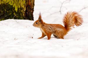 Umelecká fotografie beautiful squirrel on the snow eating a nut, Minakryn Ruslan, (40 x 26.7 cm)