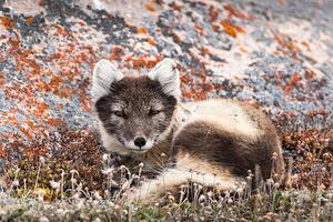 Umelecká fotografie Resting Female Arctic Fox, drferry, (40 x 26.7 cm)