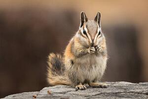 Fotografia Chipmunk sitting up to eat, facing the viewer, Alice Cahill, (40 x 26.7 cm)