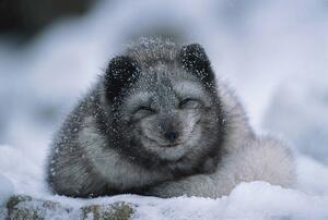Umelecká fotografie Polar fox cub, winter, Herbert Kehrer, (40 x 26.7 cm)