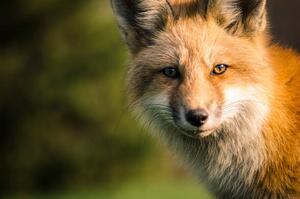 Fotografia A fox., Will Faucher, (40 x 26.7 cm)