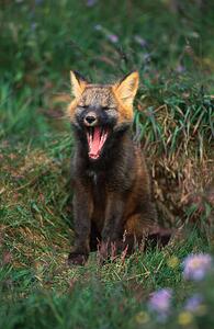 Umelecká fotografie Arctic Fox Yawning, Danny Lehman, (26.7 x 40 cm)