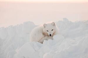 Fotografia Arctic white fox close-up. Arctic fox, Oksana Stasenko, (40 x 26.7 cm)