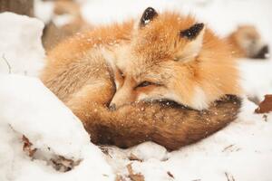 Fotografia Close-up of sleeping fox, Alycia Moore / 500px, (40 x 26.7 cm)