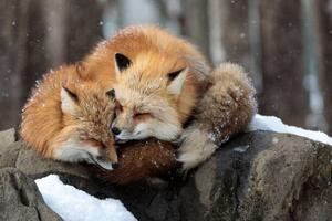Umelecká fotografie Close-up of red fox on snow, Sebastian Nicolas / 500px, (40 x 26.7 cm)