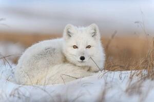 Umelecká fotografie Wild arctic fox in tundra, Alexey_Seafarer, (40 x 26.7 cm)