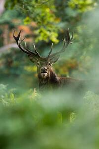 Umelecká fotografie Red deer, DamianKuzdak, (26.7 x 40 cm)