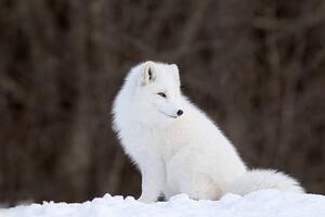 Fotografia Portrait of Arctic Fox, Adria  Photography, (40 x 26.7 cm)