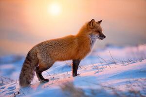 Umelecká fotografie Red Fox In The Morning Sun, Darren Langdon, (40 x 26.7 cm)