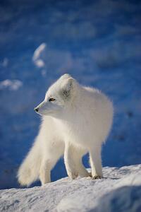 Umelecká fotografie Arctic Fox, John Conrad, (26.7 x 40 cm)