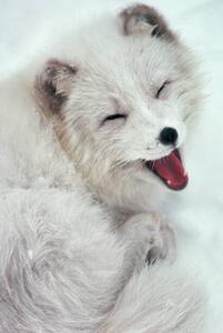 Umelecká fotografie Arctic Fox Yawning in Snow, Richard Hamilton Smith, (26.7 x 40 cm)