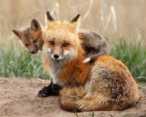 Umelecká fotografie Red fox, Pat Gaines, (40 x 30 cm)