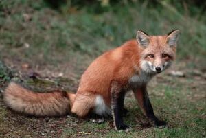 Umelecká fotografie Red Fox Sitting, Layne Kennedy, (40 x 26.7 cm)