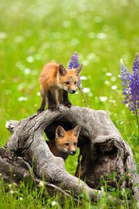 Umelecká fotografie Cute red fox pups play in field of flowers, jimkruger, (26.7 x 40 cm)