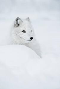 Umelecká fotografie An arctic fox in the snow., Andy Astbury, (26.7 x 40 cm)