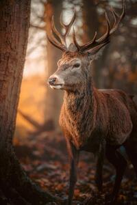 Fotografia Red Deer Stag Portrait, serts, (26.7 x 40 cm)