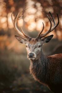 Umelecká fotografie Red Deer Stag Portrait, serts, (26.7 x 40 cm)