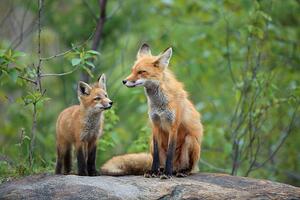 Umelecká fotografie Red Fox & Kit, mlorenzphotography, (40 x 26.7 cm)