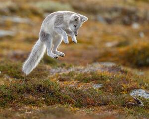Umelecká fotografie Close-up of jumping arctic fox, Menno Schaefer / 500px, (40 x 30 cm)