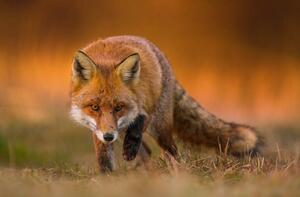Fotografia Portrait of red fox standing on grassy field, Wojciech Sobiesiak / 500px, (40 x 26.7 cm)