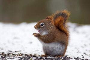 Umelecká fotografie Red Squirrel on snow, Adria  Photography, (40 x 26.7 cm)