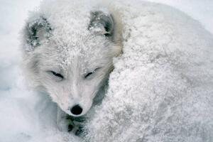 Umelecká fotografie Arctic Fox Sleeping in Snow, Richard Hamilton Smith, (40 x 26.7 cm)