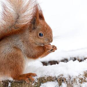 Umelecká fotografie Cute fluffy squirrel eating nuts on, Magryt, (40 x 40 cm)