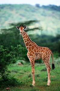 Umelecká fotografie Reticulated Giraffe, Serengeti Nat. Park, Tanzania, Art Wolfe, (26.7 x 40 cm)