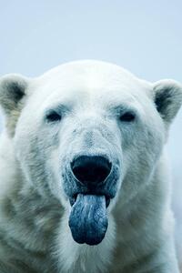Umelecká fotografie Polar Bear closeup portrait, Mark Newman, (26.7 x 40 cm)