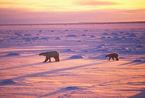 Umelecká fotografie Polar Bears Crossing Snowfield, John Conrad, (40 x 26.7 cm)