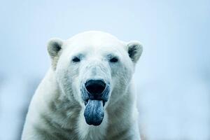 Umelecká fotografie Polar Bear closeup portrait, Mark Newman, (40 x 26.7 cm)