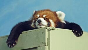 Umelecká fotografie Red Panda ready for a nap, Kim MacKay, (40 x 22.5 cm)