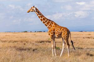 Umelecká fotografie Giraffes in the savannah, Kenya, Anton Petrus, (40 x 26.7 cm)