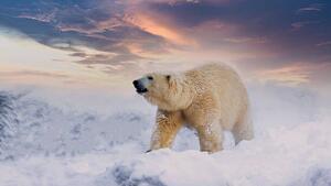Umelecká fotografie Polar Bear enjoy playing in, chuchart duangdaw, (40 x 22.5 cm)