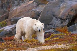 Umelecká fotografie Polar Bear adult male in autumn colors, Stan Tekiela Author / Naturalist / Wildlife Photographer, (40 x 26.7 cm)