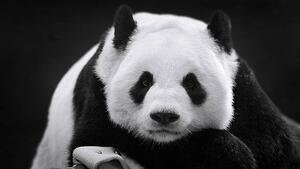 Umelecká fotografie Panda in Repose, Thousand Word Images by Dustin Abbott, (40 x 22.5 cm)