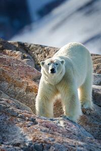 Umelecká fotografie Male Polar Bear, Peter Orr Photography, (26.7 x 40 cm)