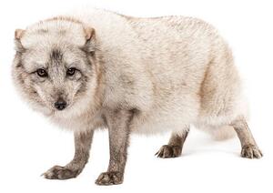 Umelecká fotografie Arctic fox, Vulpes lagopus, standing, looking, GlobalP, (40 x 26.7 cm)