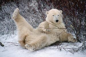 Umelecká fotografie Polar Bear Lying in Snow, George D. Lepp, (40 x 26.7 cm)
