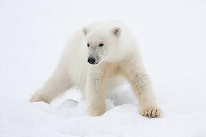 Umelecká fotografie Polar Bear Cub on Snow, Galaxiid, (40 x 26.7 cm)