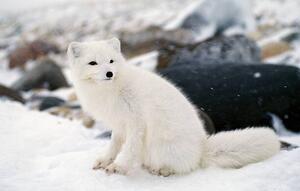 Umelecká fotografie Arctic fox in winter coat, Hudson Bay, Canada, Jeff Foott, (40 x 24.6 cm)
