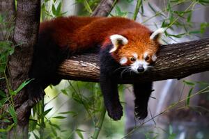 Umelecká fotografie Red panda, Marianne Purdie, (40 x 26.7 cm)