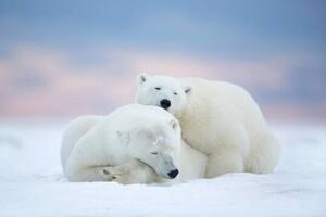 Umelecká fotografie Two polar bears sleeping in the snow, Alaska, USA, janbecke1, (40 x 26.7 cm)