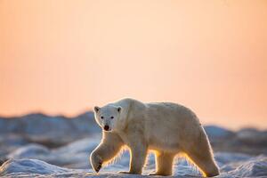 Fotografia Polar Bear on Sea Ice, Hudson Bay, Nunavut, Canada, Paul Souders, (40 x 26.7 cm)