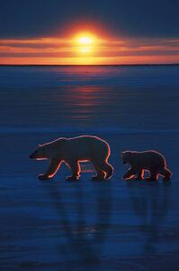 Umelecká fotografie Mother polar bear with cub, Ron Sanford, (26.7 x 40 cm)