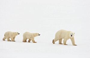 Umelecká fotografie Polar bear walking with two cubs, John Conrad, (40 x 26.7 cm)